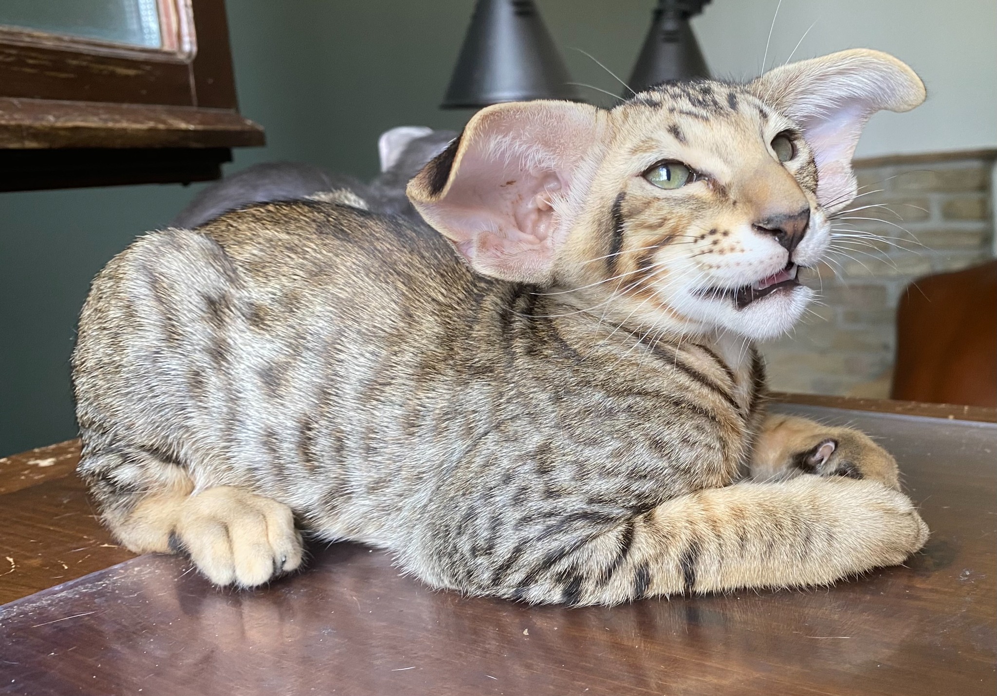 Oriental Express — Siamese e Orientale